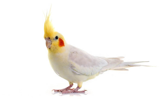 White Cockatiel