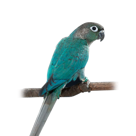 Turquoise Conure
