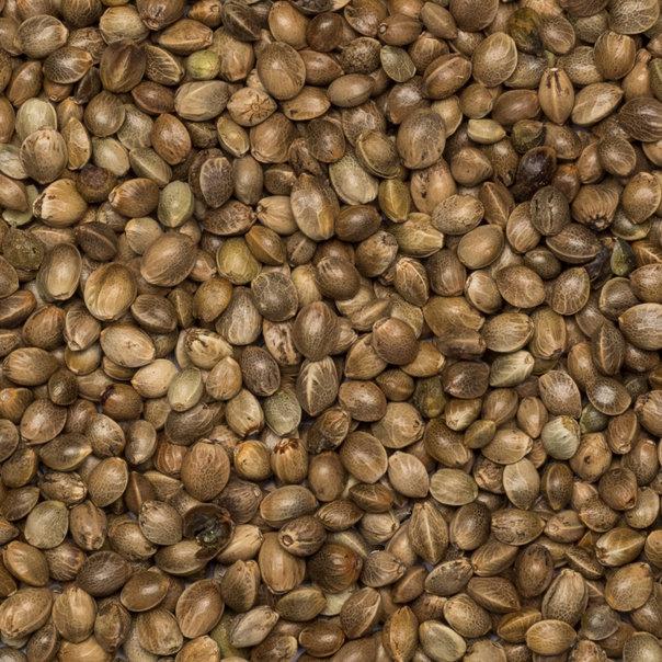 Organic Hemp Seeds